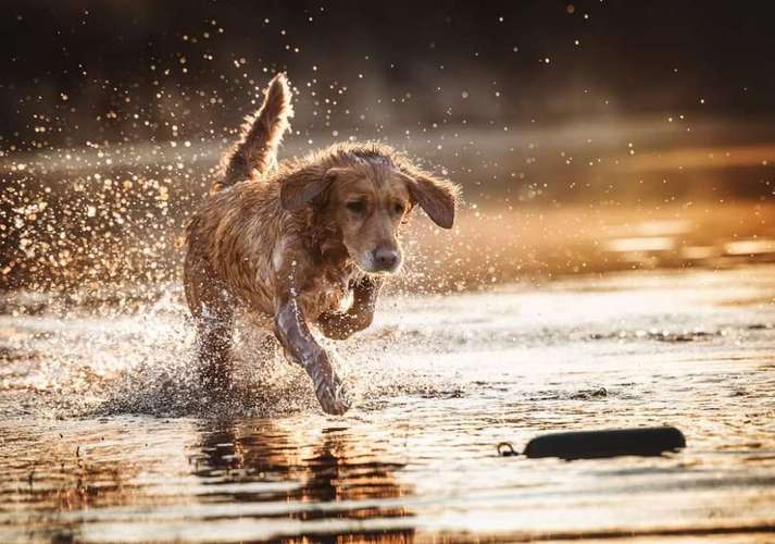 Hundeauslaufgebiet-WOELFINGER-FOTOS-Bild