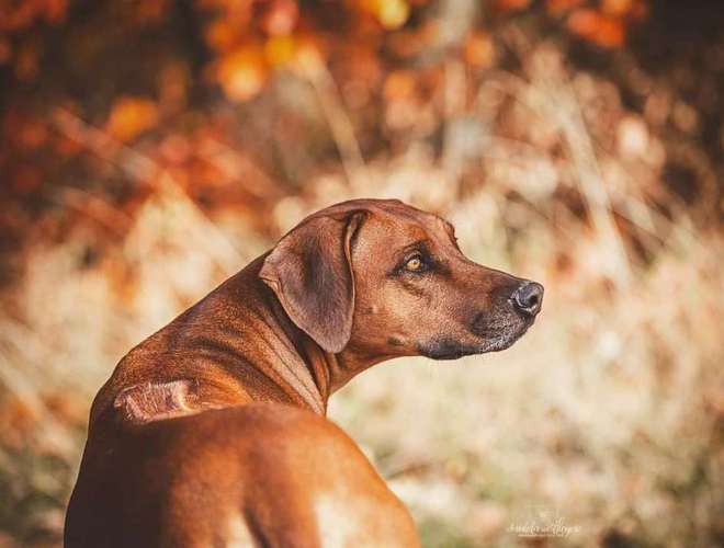 Hundeauslaufgebiet-WOELFINGER-FOTOS-Bild