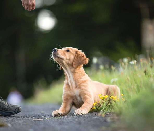 Hundeauslaufgebiet-WOELFINGER-FOTOS-Bild