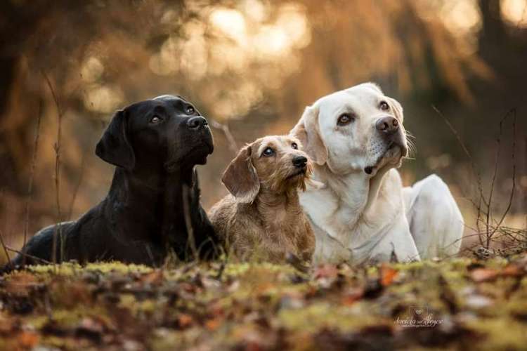 Hundeauslaufgebiet-WOELFINGER-FOTOS-Bild