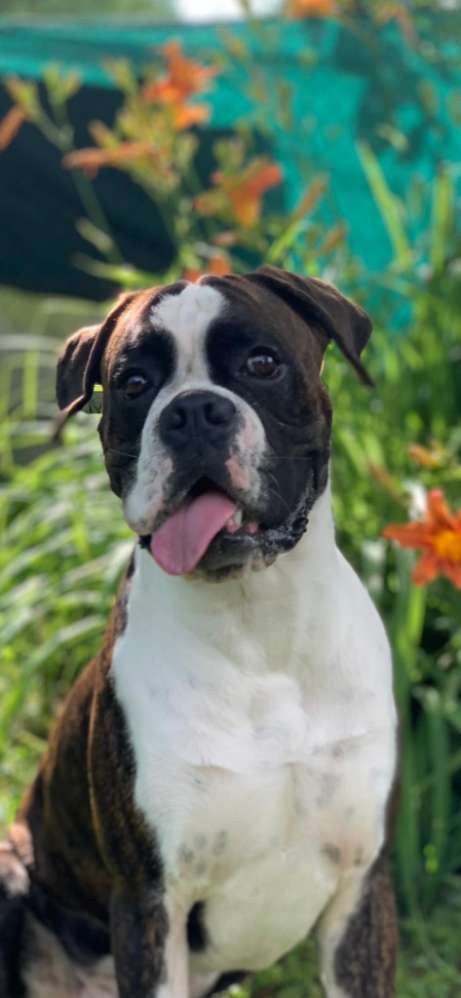 Hundeauslaufgebiet-Hundeschule Alparx-Bild