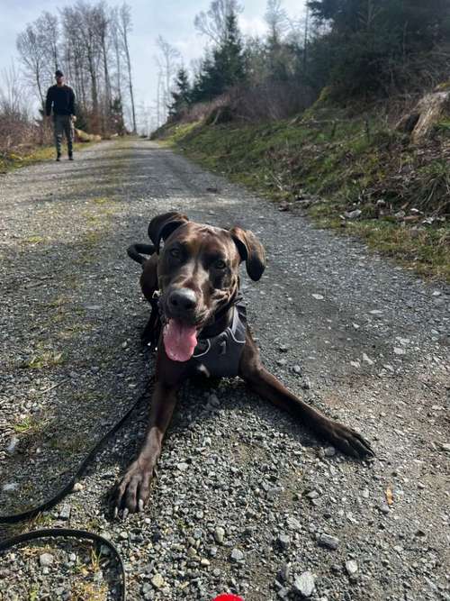 Hundeauslaufgebiet-Hundeschule Alparx-Bild