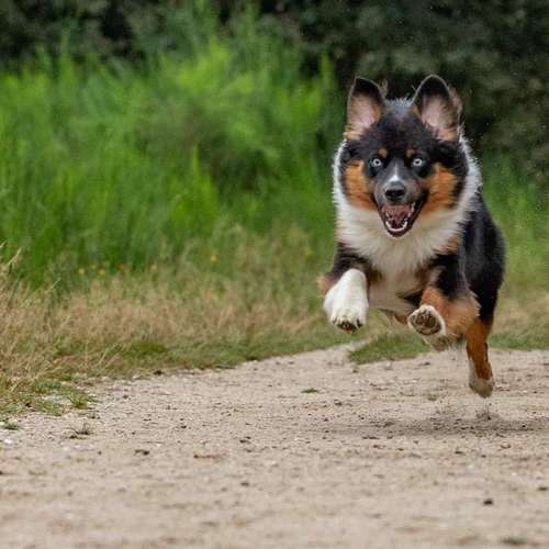 Hundeauslaufgebiet-MonikasFellnasenShooting-Bild