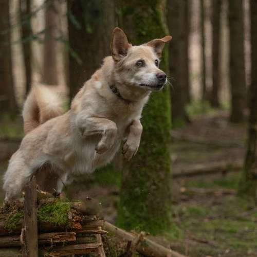 Hundeauslaufgebiet-MonikasFellnasenShooting-Bild
