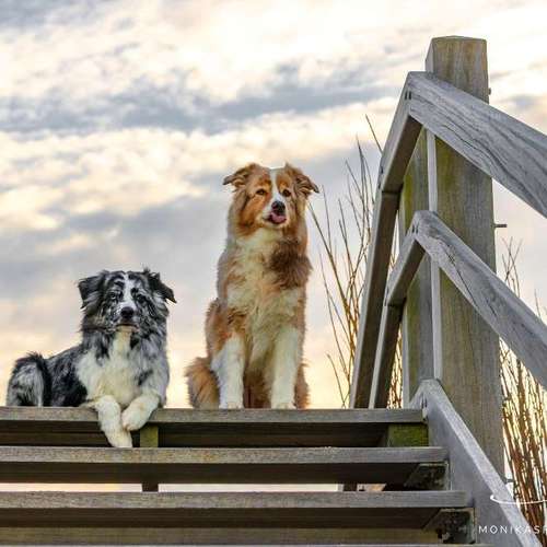 Hundeauslaufgebiet-MonikasFellnasenShooting-Bild