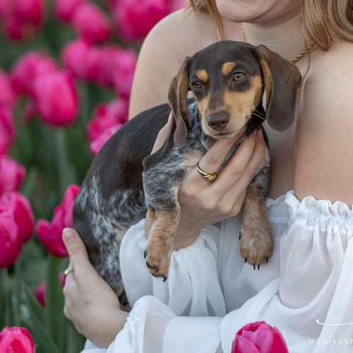Hundeauslaufgebiet-MonikasFellnasenShooting-Bild