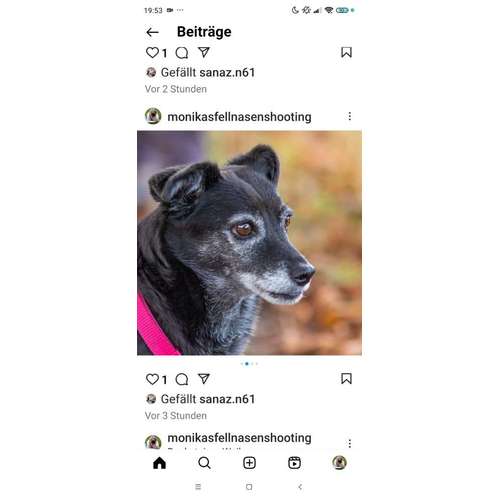 Hundeauslaufgebiet-MonikasFellnasenShooting-Bild