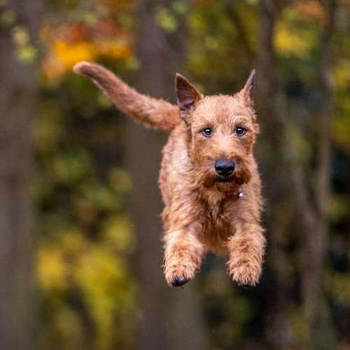 Hundeauslaufgebiet-MonikasFellnasenShooting-Bild
