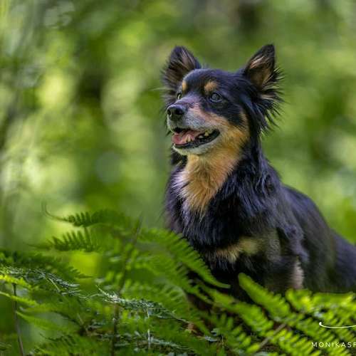 Hundeauslaufgebiet-MonikasFellnasenShooting-Bild