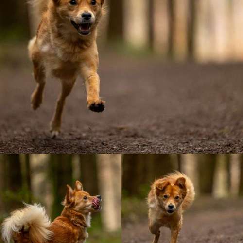 Hundeauslaufgebiet-MonikasFellnasenShooting-Bild