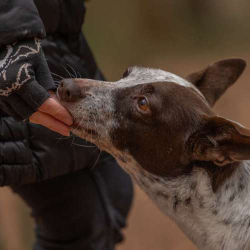 Hundeauslaufgebiet-MonikasFellnasenShooting-Bild