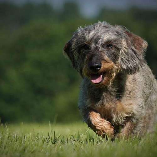 Hundeauslaufgebiet-MonikasFellnasenShooting-Bild