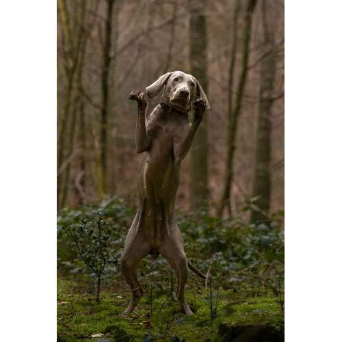 Hundeauslaufgebiet-MonikasFellnasenShooting-Bild