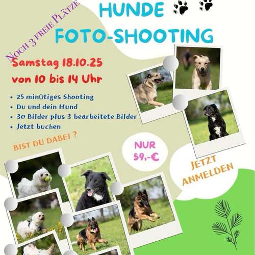 Hundeauslaufgebiet-pfoten-quatsch-koepfe.com & Hundefreilaufwiese-Bild