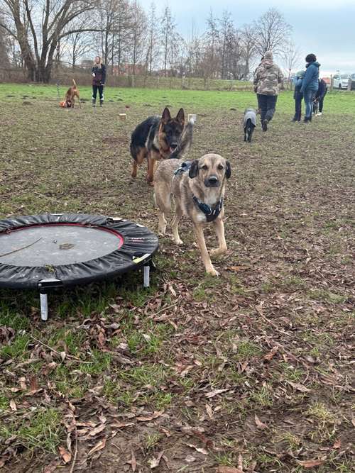 Hundeauslaufgebiet-pfoten-quatsch-koepfe & Hundefreilaufwiese-Bild