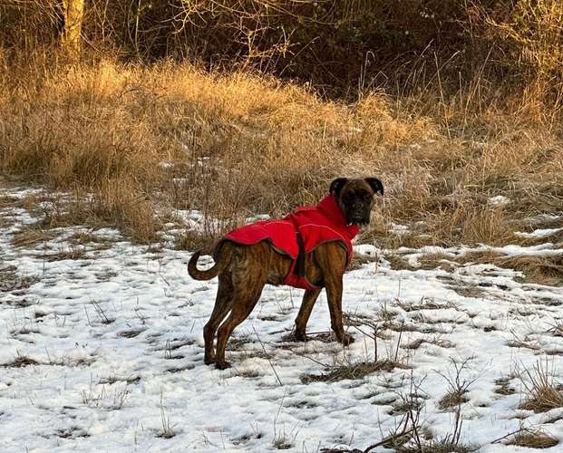 Hundeauslaufgebiet-pfoten-quatsch-koepfe & Hundefreilaufwiese-Bild