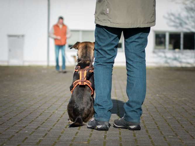 Hundeauslaufgebiet-Pfotenglück - Hundeschule & Gassi-Service-Bild