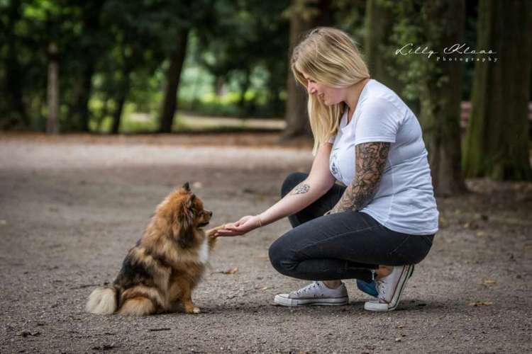 Hundeauslaufgebiet-Pfotenglück - Hundeschule & Gassi-Service-Bild