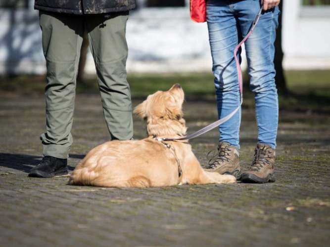 Hundeauslaufgebiet-Pfotenglück - Hundeschule & Gassi-Service-Bild