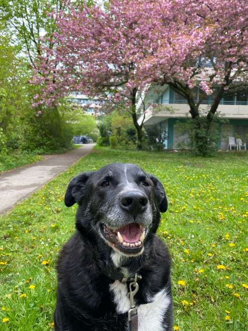 Hundeauslaufgebiet-Sophias Hunde Runde-Bild