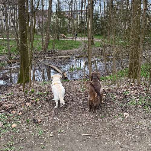 Hundeauslaufgebiet-Sophias Hunde Runde-Bild