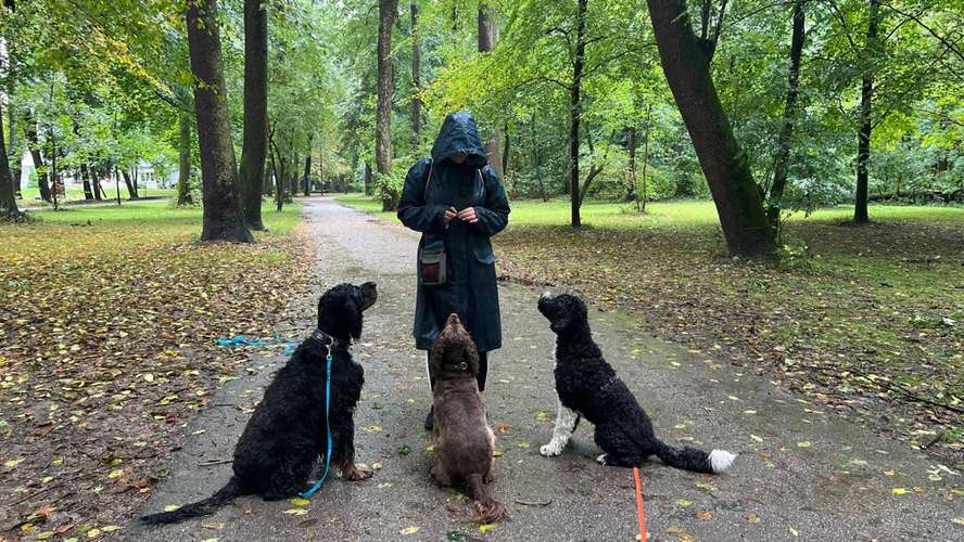 Hundeauslaufgebiet-Sophias Hunde Runde-Bild