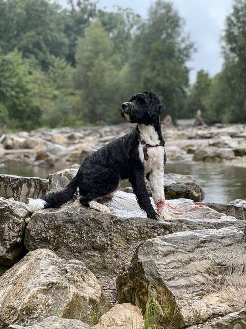 Hundeauslaufgebiet-Sophias Hunde Runde-Bild