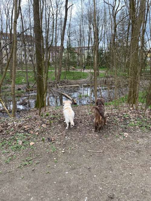 Hundeauslaufgebiet-Sophias Hunde Runde-Bild