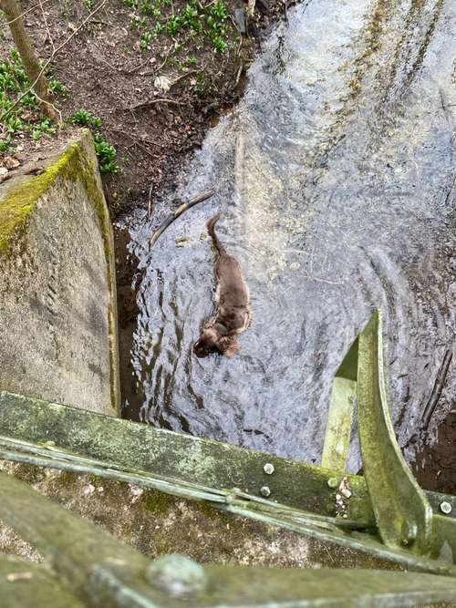 Hundeauslaufgebiet-Sophias Hunde Runde-Bild