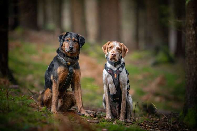 Hundeauslaufgebiet-Veras Visions Tierfotografie-Bild