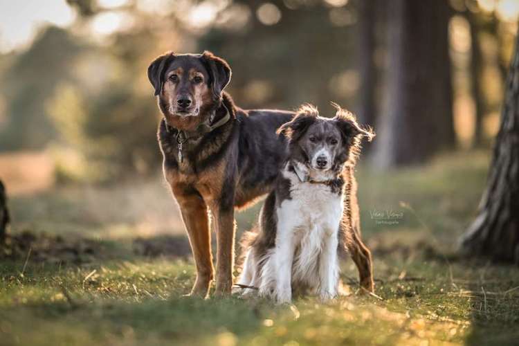 Hundeauslaufgebiet-Veras Visions Tierfotografie-Bild