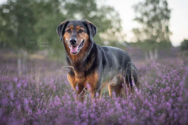 Hundeauslaufgebiet-Veras Visions-Bild