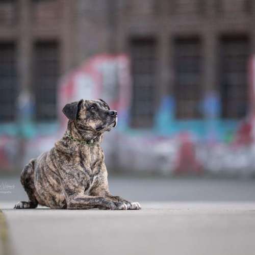 Hundeauslaufgebiet-Veras Visions Tierfotografie-Bild