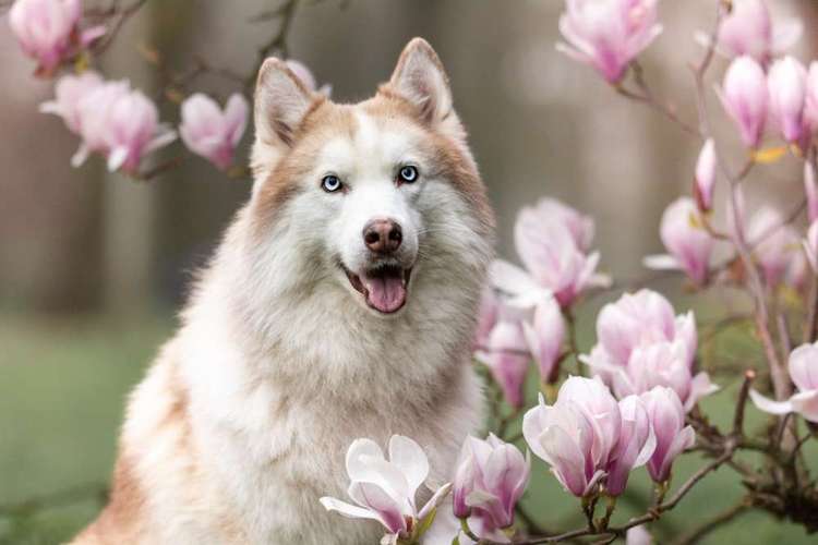 Hundeauslaufgebiet-Veras Visions-Bild