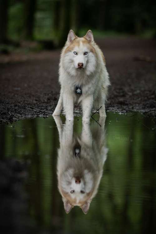 Hundeauslaufgebiet-Veras Visions Tierfotografie-Bild