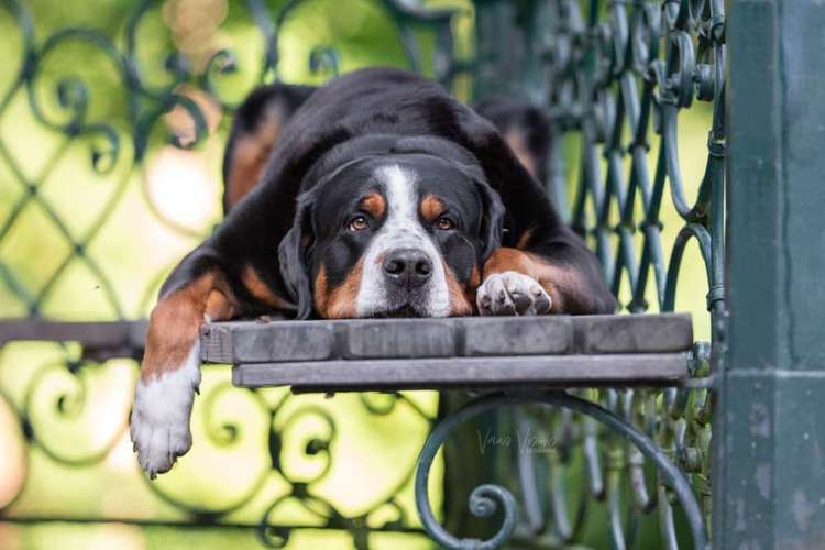 Hundeauslaufgebiet-Veras Visions Tierfotografie-Bild