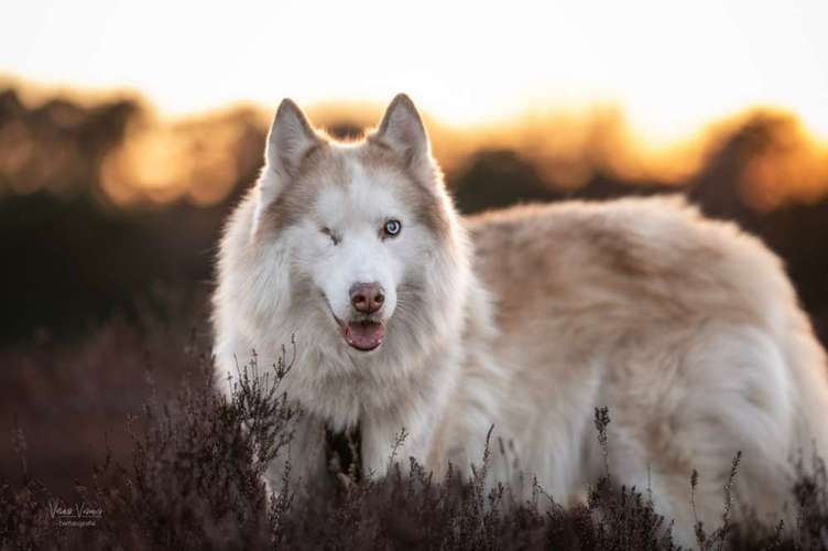 Hundeauslaufgebiet-Veras Visions Tierfotografie-Bild