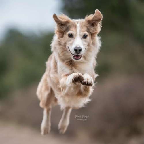 Hundeauslaufgebiet-Veras Visions Tierfotografie-Bild
