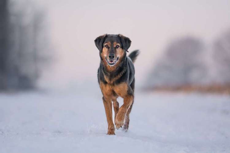 Hundeauslaufgebiet-Veras Visions-Bild