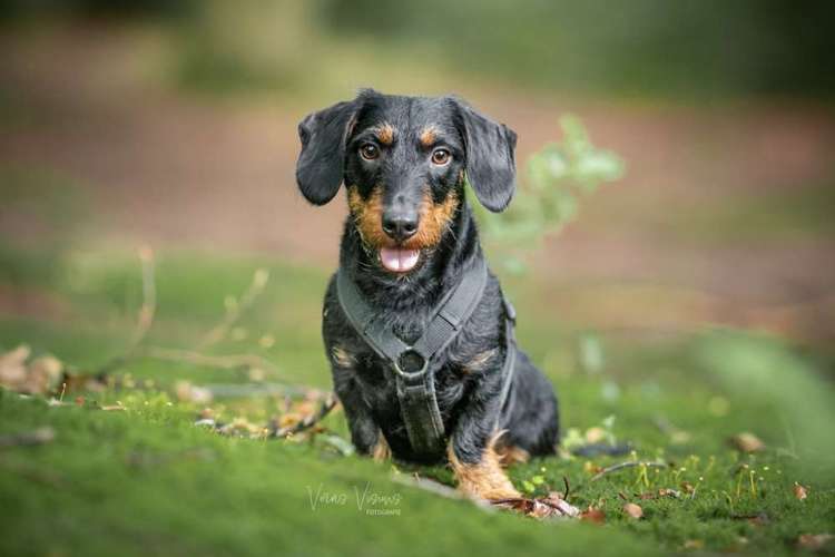 Hundeauslaufgebiet-Veras Visions-Bild