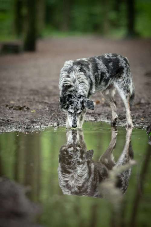 Hundeauslaufgebiet-Veras Visions-Bild