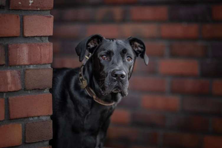 Hundeauslaufgebiet-Veras Visions Tierfotografie-Bild