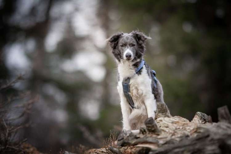 Hundeauslaufgebiet-Veras Visions Tierfotografie-Bild