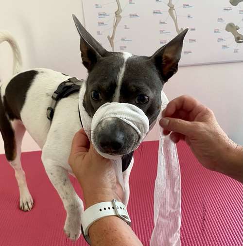 Hundeauslaufgebiet-Tierheilpraxis Annika Elsner-Bild