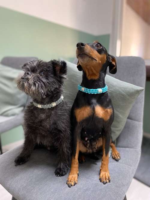 Hundeauslaufgebiet-Tierheilpraxis Annika Elsner-Bild