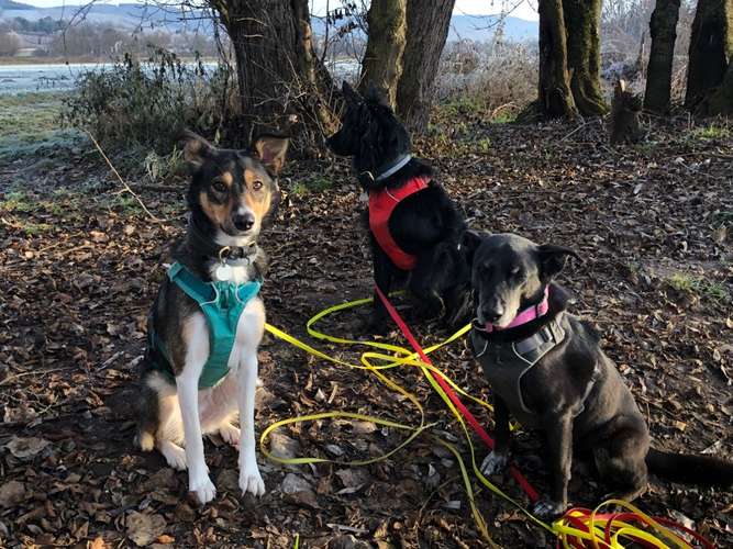 Hundeauslaufgebiet-Die Hünd-Bild