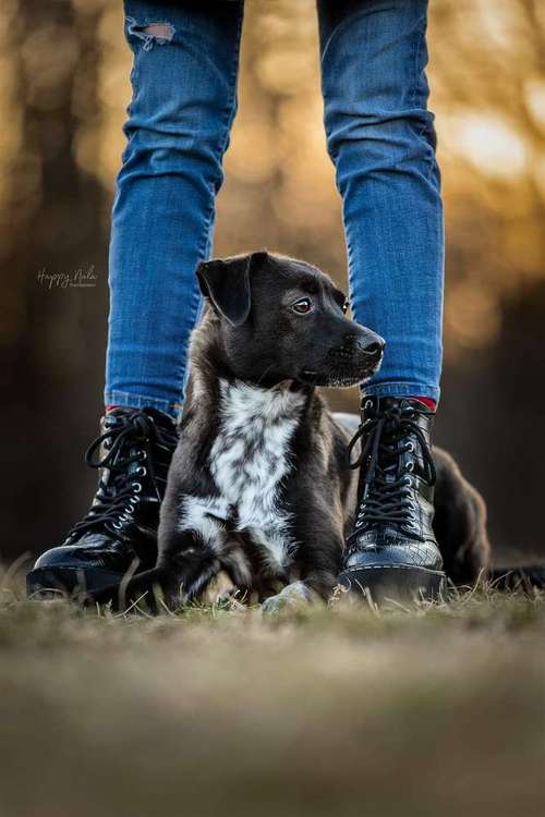 Hundeauslaufgebiet-Happy Nala Photography-Bild