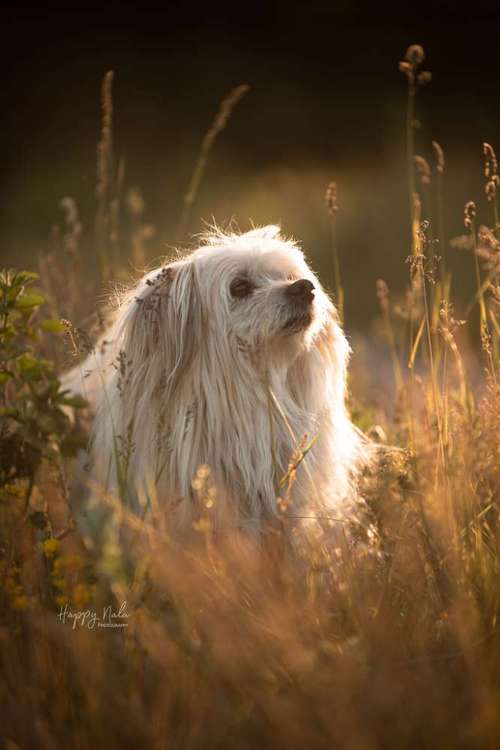 Hundeauslaufgebiet-Happy Nala Photography-Bild