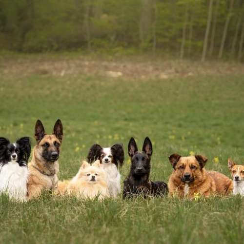 Hundeauslaufgebiet-hundeparadies.dog-Bild
