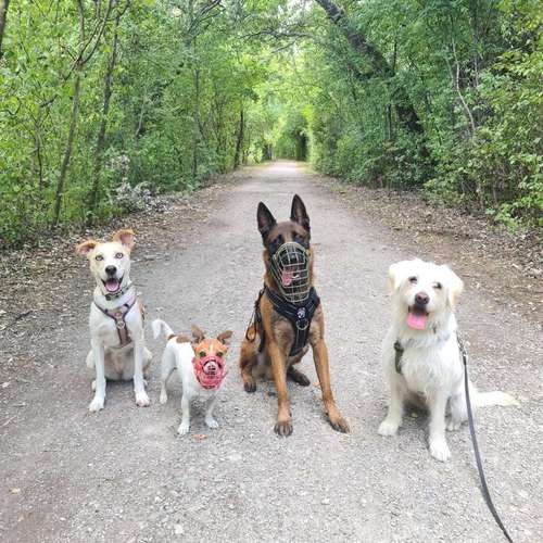 Hundeauslaufgebiet-hundeparadies.dog-Bild